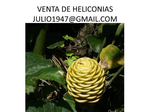 flores tropicales, heliconias