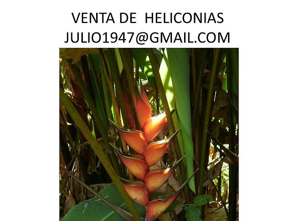 flores tropicales, heliconias