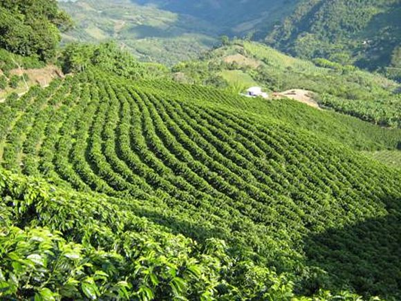 CAFE COLOMBIA