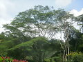 ARBOL CARBONERO