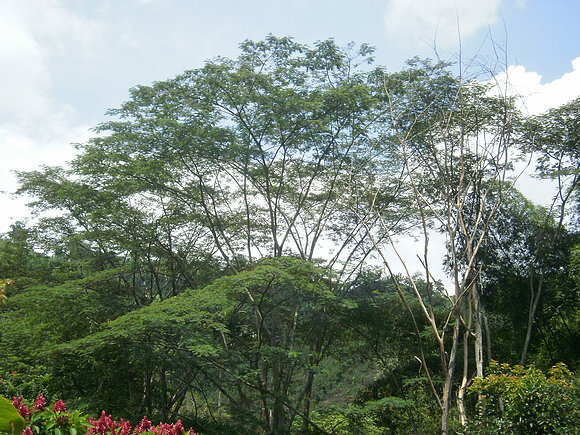 ARBOL CARBONERO