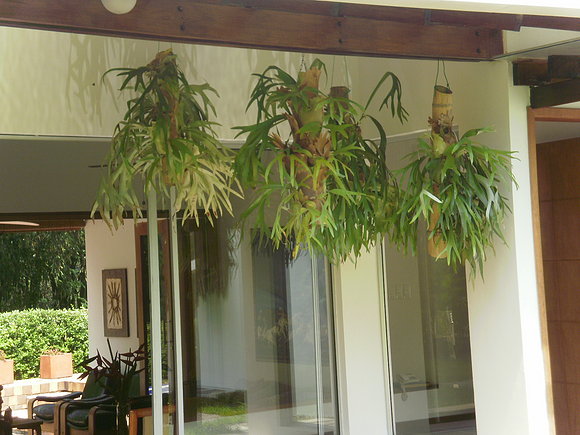 CUERNOS, PLANTAS