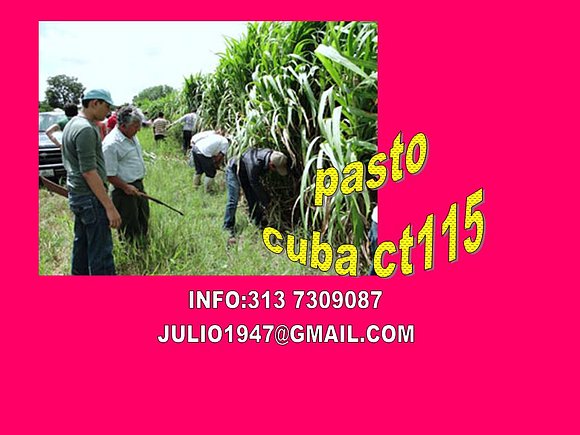 PASTO CUBA CT115