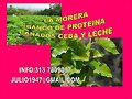 MORERA, PROTEINA PARA GANADOS