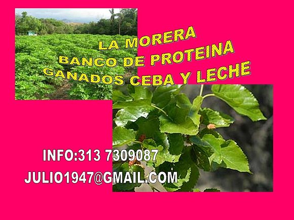 MORERA, PROTEINA PARA GANADOS