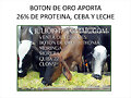 BOTON DE ORO O TITHONIA