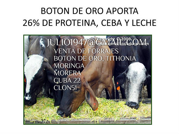 BOTON DE ORO O TITHONIA