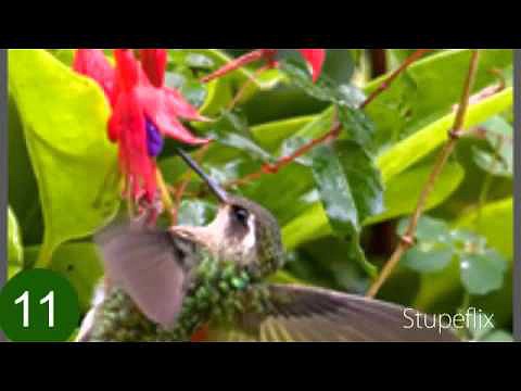 PLATANILLAS, FLORES TROPICALES