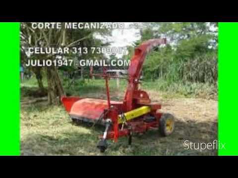 PASTO CUBA 22 Y BOTON DE ORO, GANADEROS