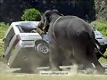 FURIA ANIMAL