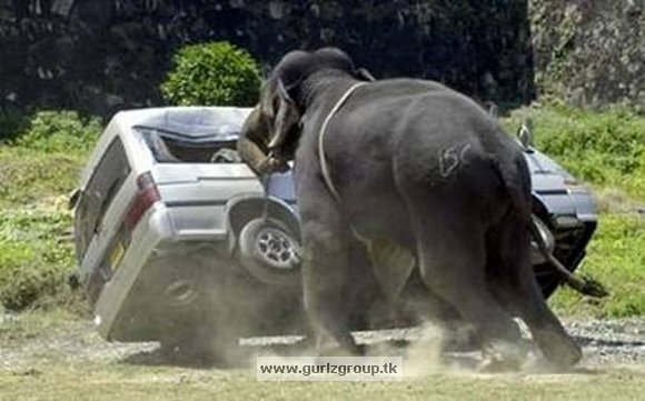 FURIA ANIMAL