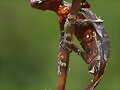 BIODIVERSIDAD