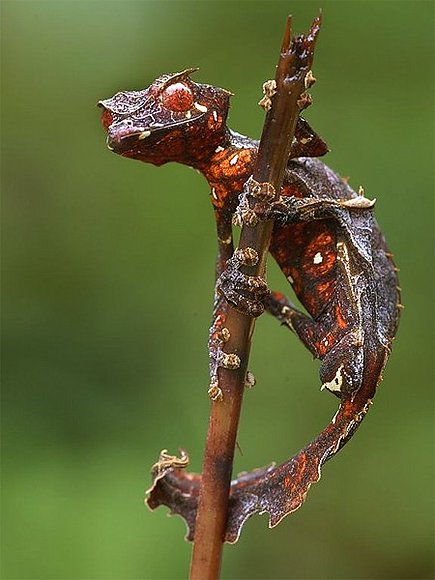 BIODIVERSIDAD