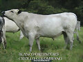 CRIOLLO BLANCO OREJINEGRO