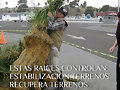 PASTO VETIVER  PARA INUNDACIONES