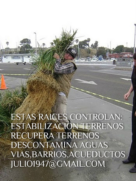 PASTO VETIVER  PARA INUNDACIONES