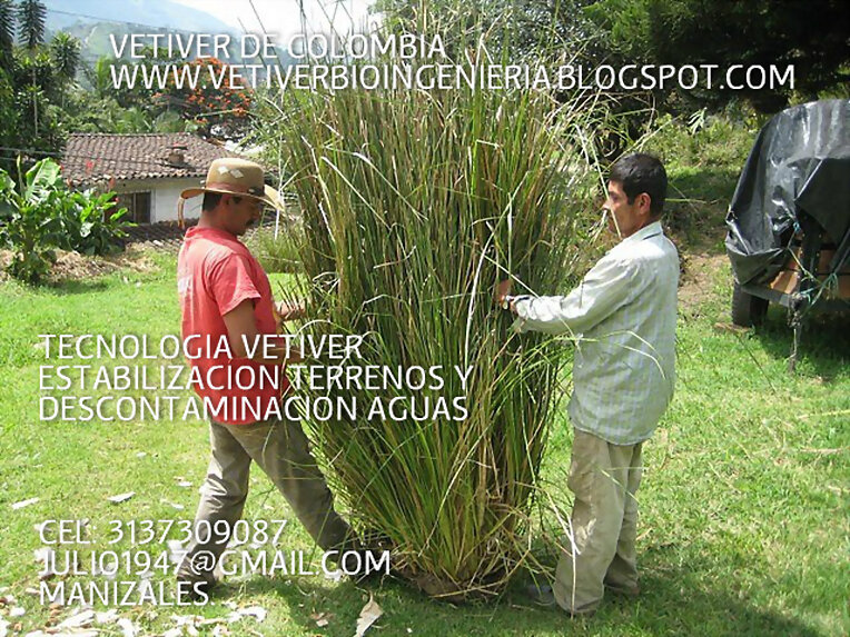 VETIVER CONTROLA EROSION