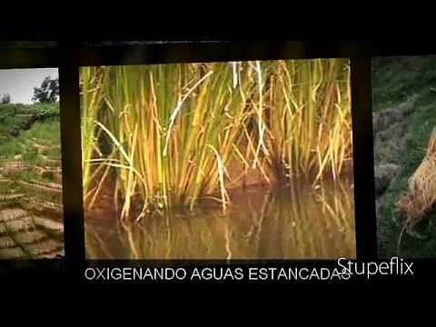PASTO VETIVER CONTRA LA EROSION