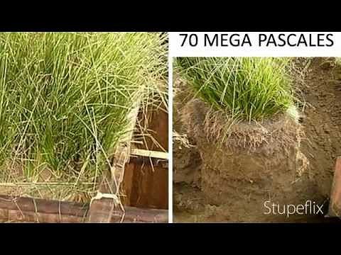 pasto vetiver