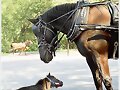 CABALLOS