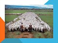 LLANOS BRASILEROS Y COLOMBIANOS