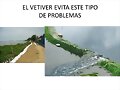 EL VETIVER CONTROLA INUNDACIONES