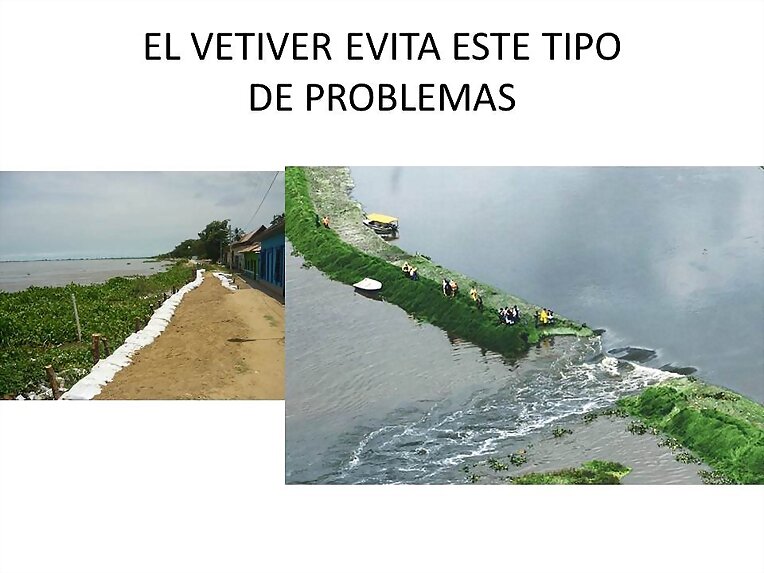 EL VETIVER CONTROLA INUNDACIONES