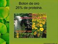 BOTON DE ORO. FORRAJERA