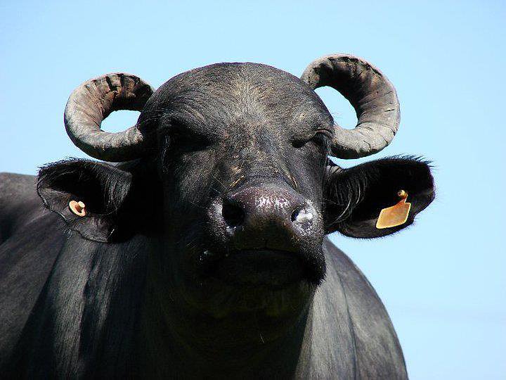 VENTA DE BUFALOS,