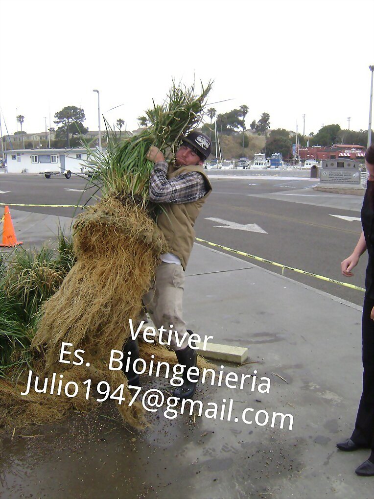 pasto vetiver