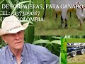VENTA DE HENOS