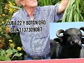 venta forrajeras, PARA VERANO