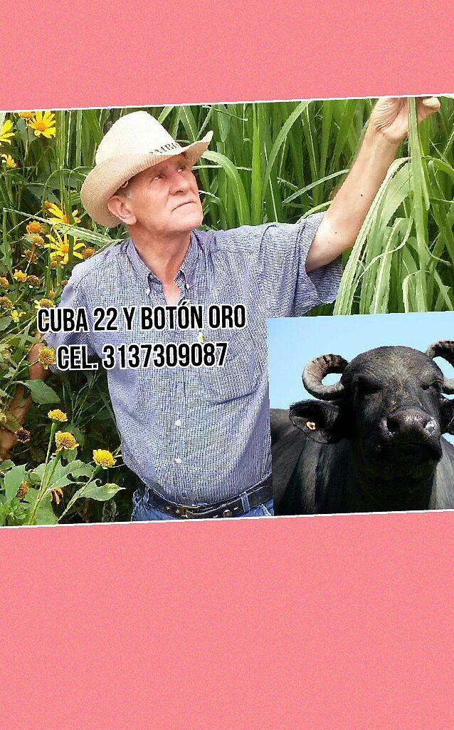 venta forrajeras, PARA VERANO