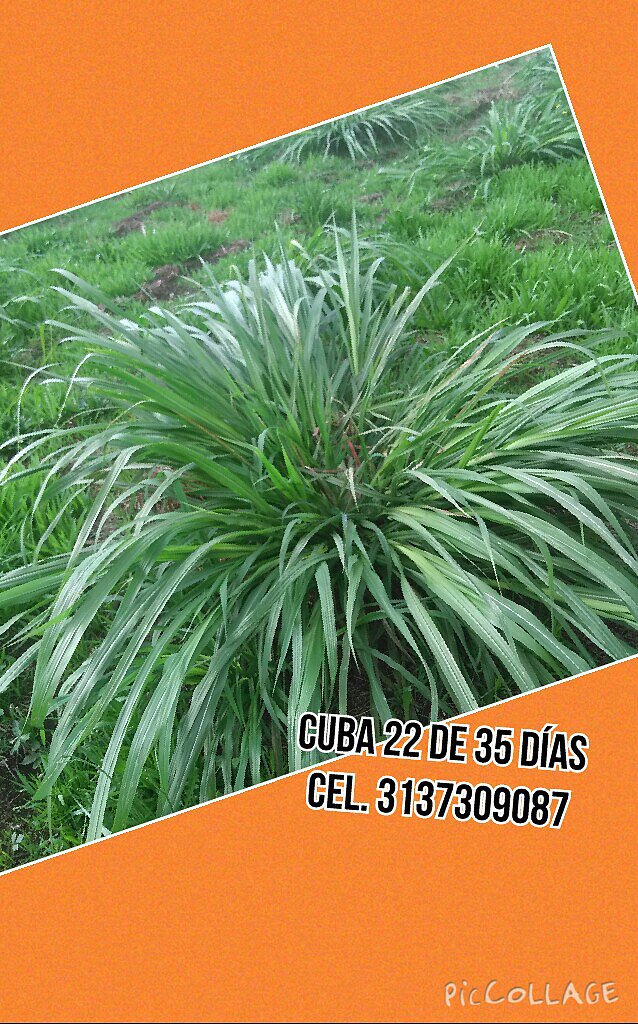 PASTO CUBA22