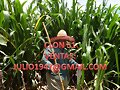 CLON 51  TONELADAS POR HECTAREA CORTE.60