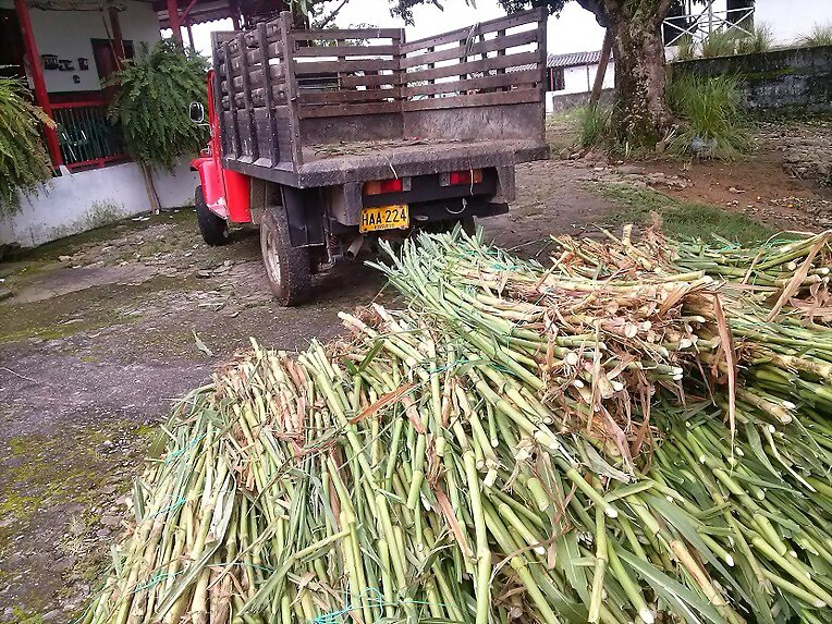 VENTA SEMILLA PASTO CUBA 22
