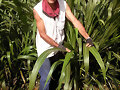 PASTO CLON 51 VENTAS SEMILLA