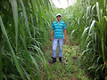 CUBA 22 DA 50 TONELADAS H. POR CORTE