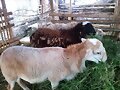ESTRELLA AFRICANA PARA CORDEROS