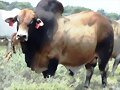 GANADOS BIEN ALIMENTADOS CON FORRAJERAS.
