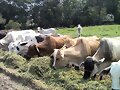 ALIMENTANDO GANADOS EN VERANO MECANIZADOS.