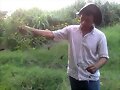 VENTA SEMILLA ESTRELLA AFRICANA