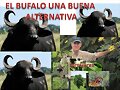 cria de bufalos. colombia. wasap 3137309087