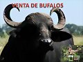 bufalos en colombia wasap 3137309087