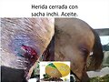 SACHA INCHI CICATRIZANTE