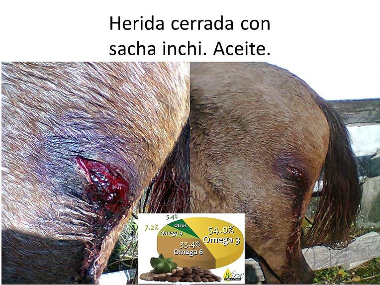 SACHA INCHI CICATRIZANTE