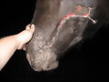 PICADURA DE SERPIENTE CURACION CON SACHA,