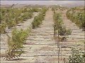 CULTIVO SACHA INCHI