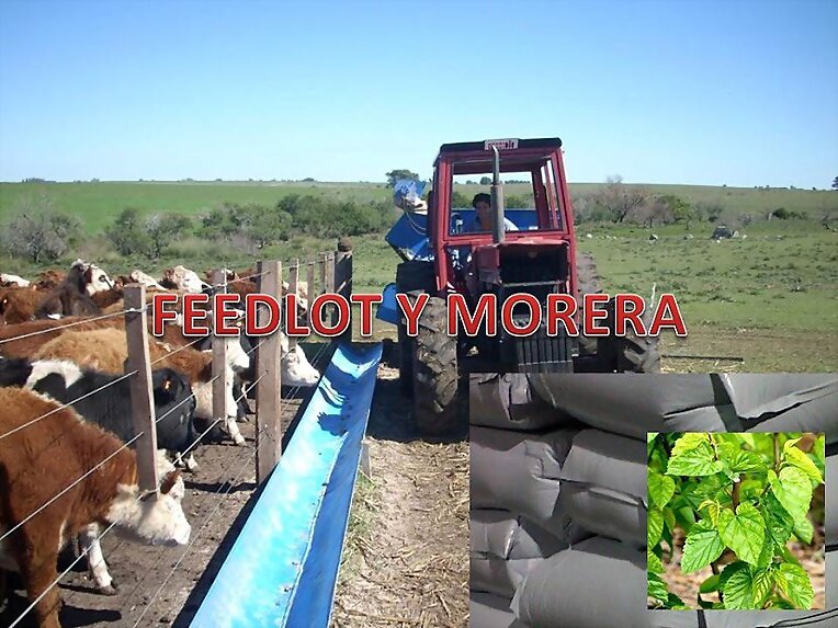 HENOS Y SILOS WASAP 3137309087