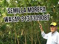 SILOS CON FORRAJERAS WASAP 3137309087